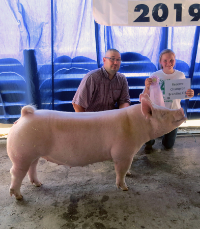 Reserve Champion Gilt 