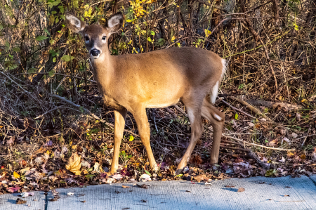 Young Deer