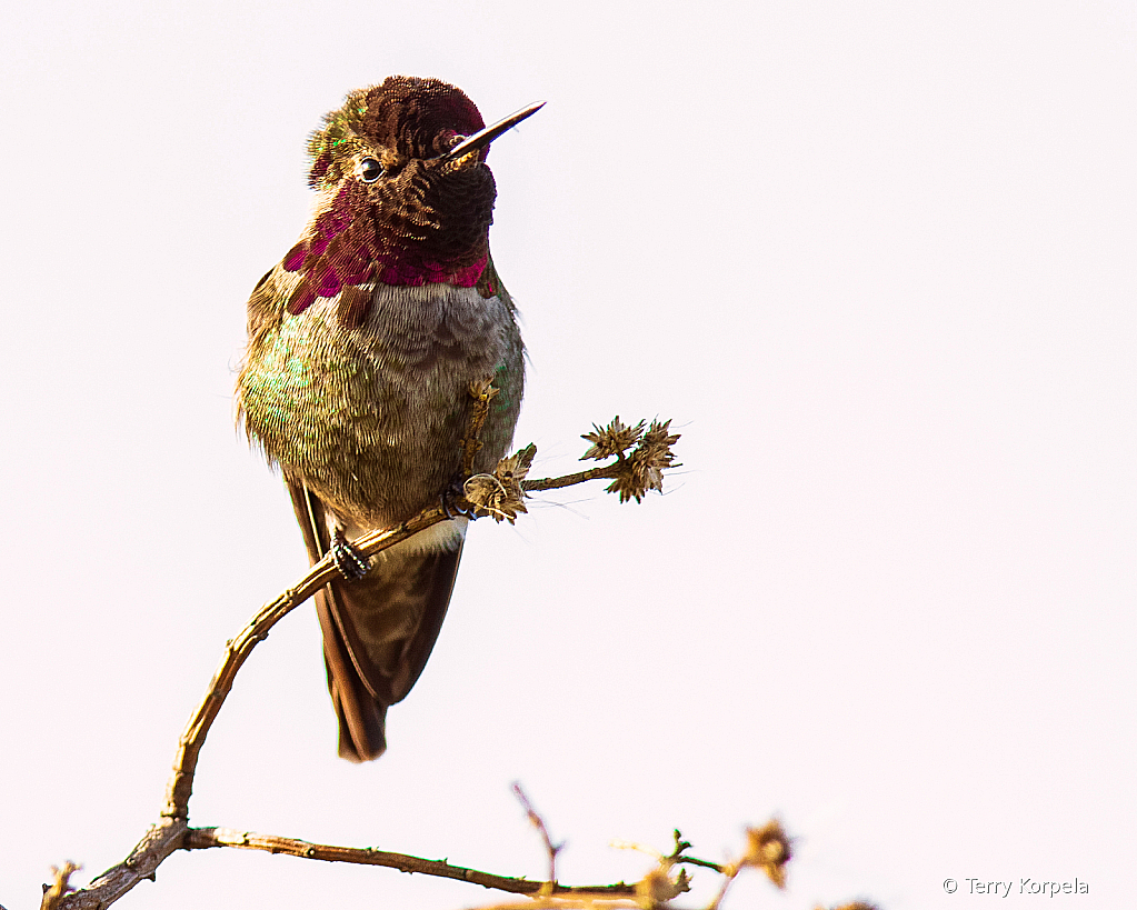 Anna's Hummingbird - ID: 15866429 © Terry Korpela