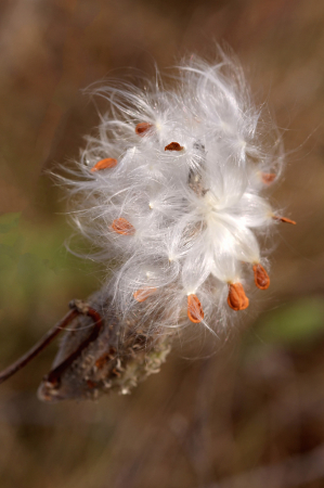 Milkweed