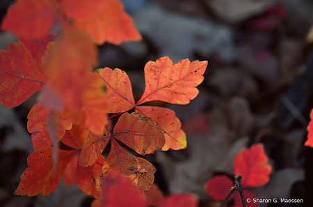 Fall's Glory