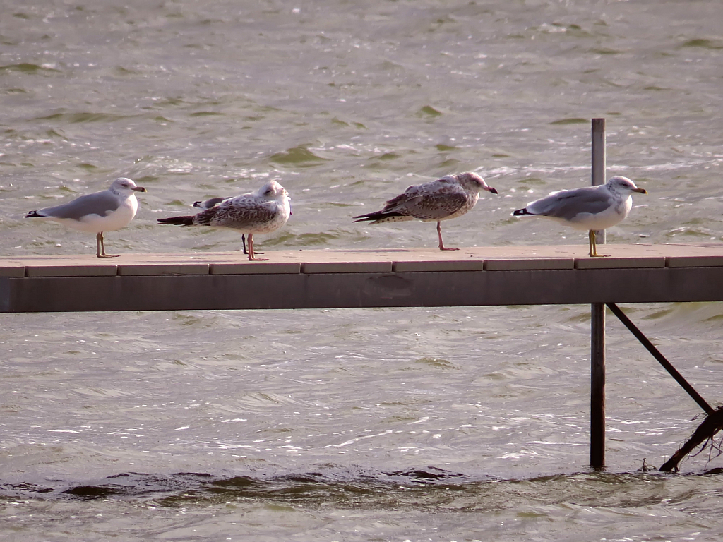 Gulls On The Dock