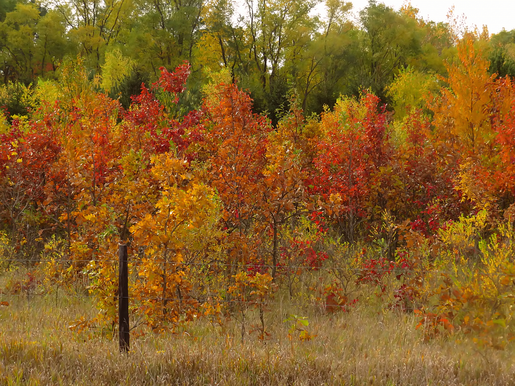 Fall Foliage