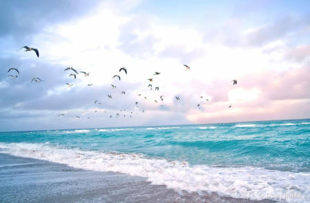 Birds in Paradise, Florida