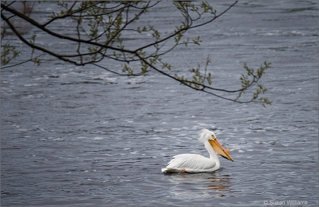 Pelican Stopping By for Supper