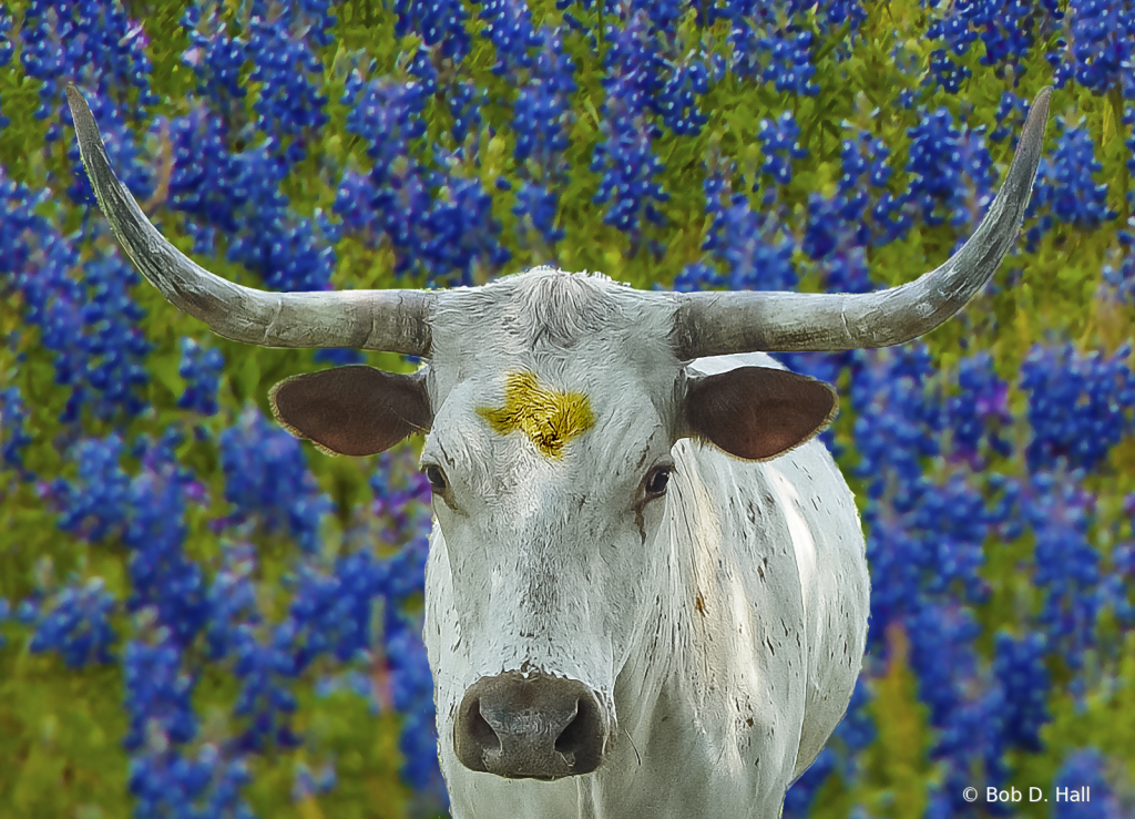 Texas Beef