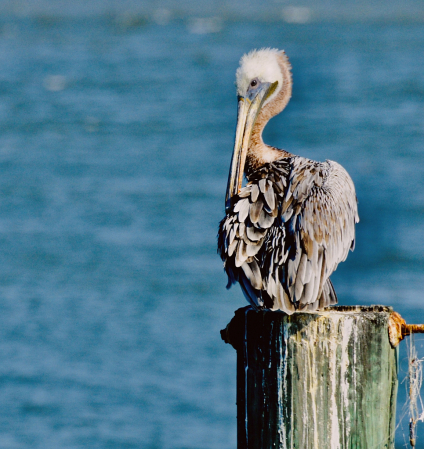 Feathers and fur