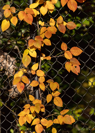 On The Fence