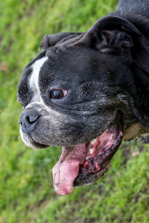 English Bulldog