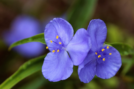 Spiderwort