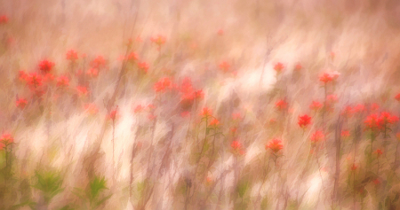 Spring Fields