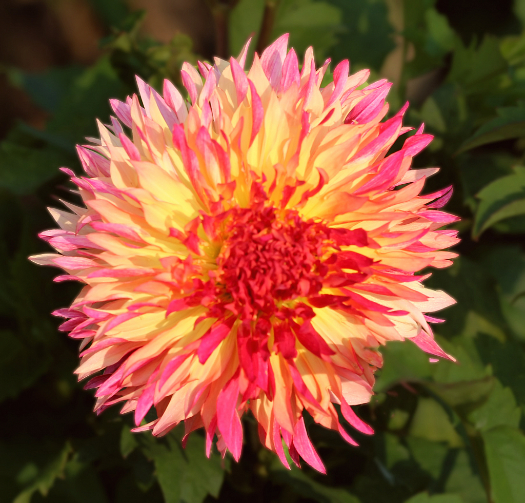 Dahlia From Clear Lake