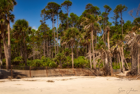 Sand Fence on the Beach