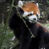 2Red Panda - ID: 15871559 © Jacquie Palazzolo