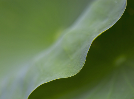 Lotus Leaf