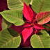 © Theresa Marie Jones PhotoID # 15872516: Poinsettia 