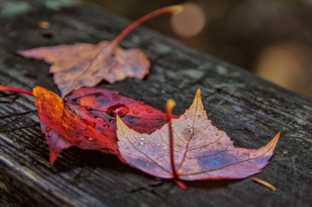 Fall Leaves