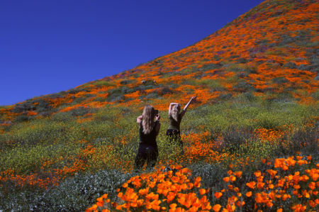 poppies