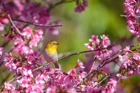 Oriental White-Eye