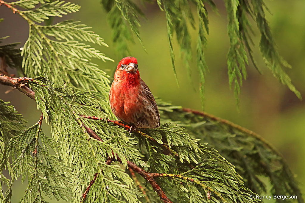  Purple Finch  (male)