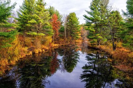 Forest Reflections