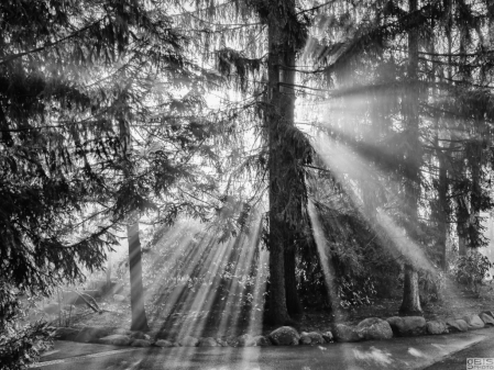 Rays through the fog