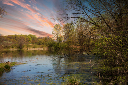 Longwood Pond