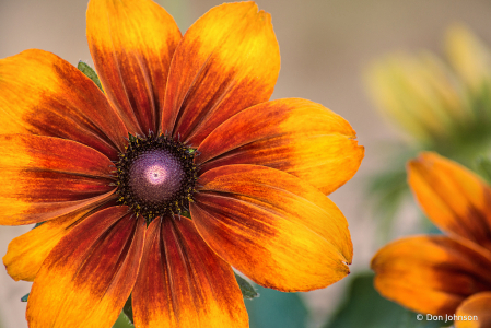 Butterscotch Susan 8-30-20 116