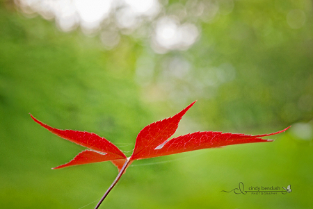 Leaf it to Me