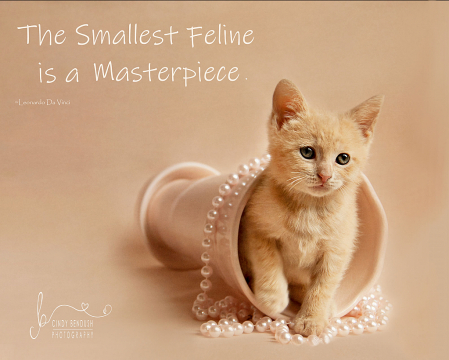 Aggie: The Smallest Feline