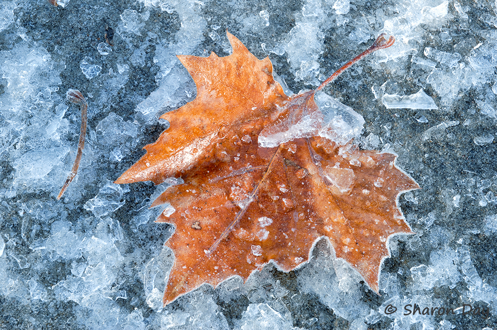 Frozen Sycamore Leaf