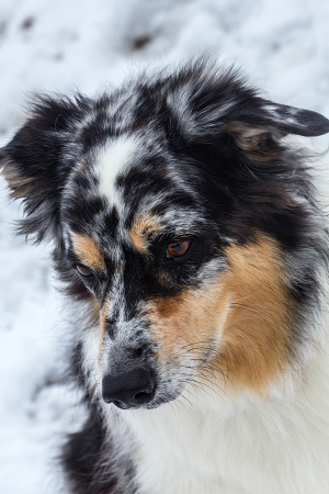 Ember the Border Collie 