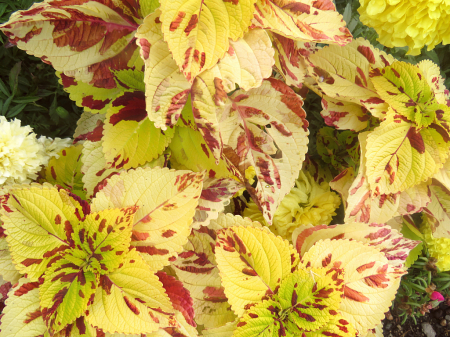 Light Colored Leaves