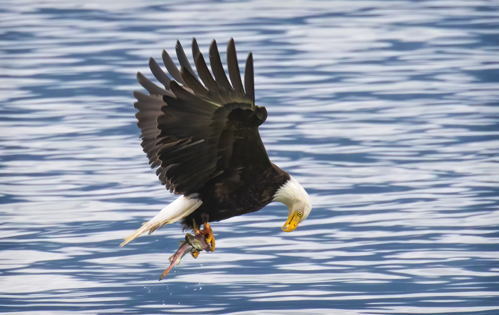 Admiring the Catch    