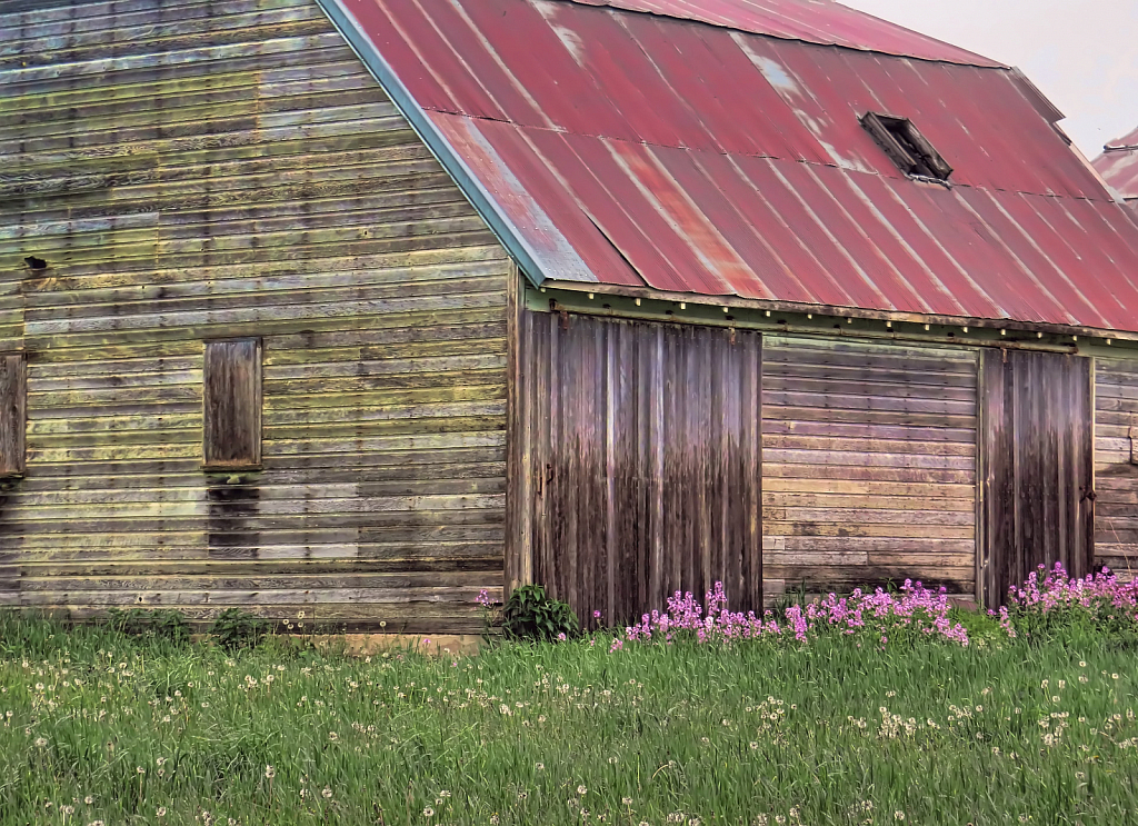 Wildflowers By The Barn