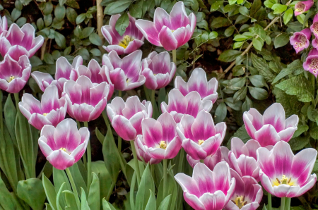 A Few More Tulips