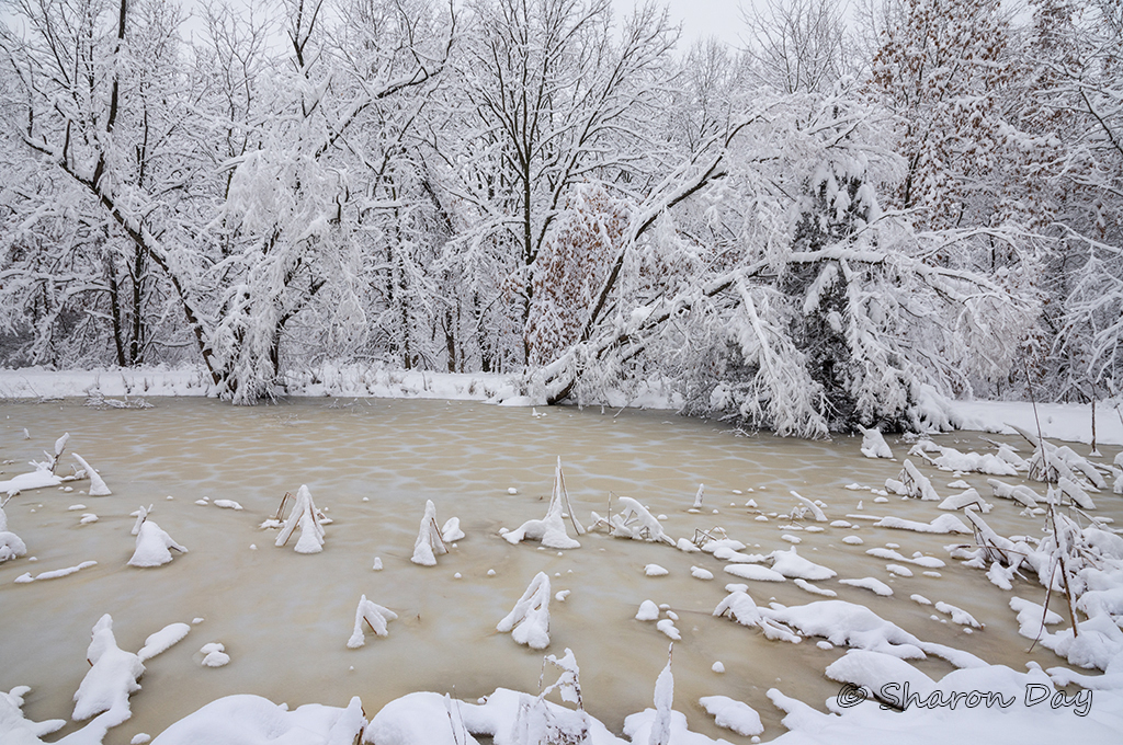 Snowy Pond