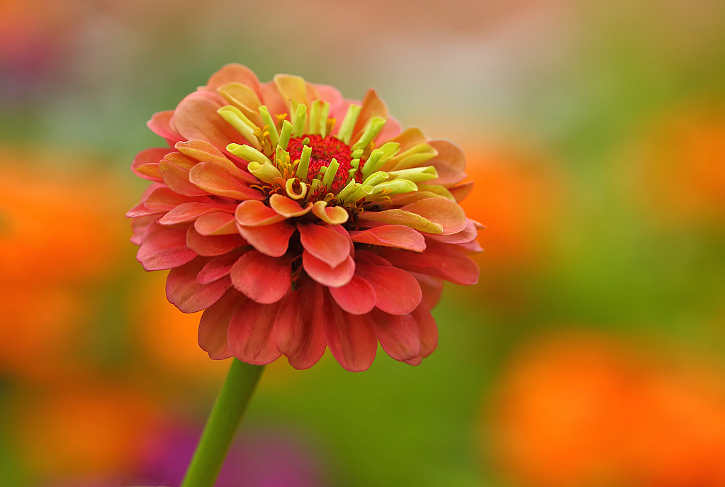 Beautiful Zinnia