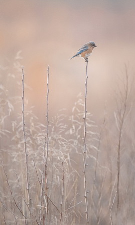 Bluebird in the Field