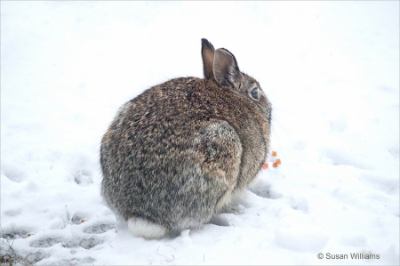 Bunny with Blizzard Evelyn