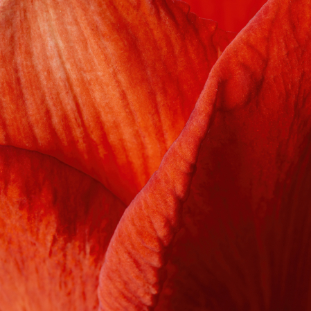 Amaryllis  Blossom