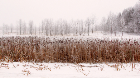 Winter Cattails