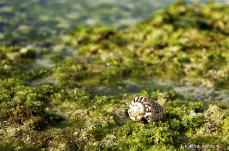 Cone Shell