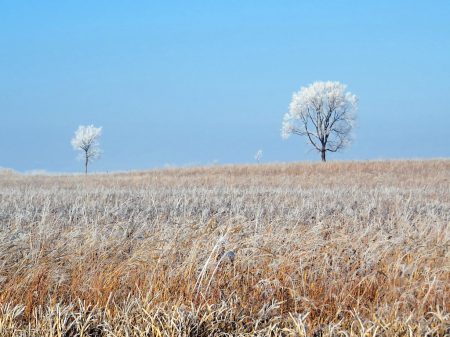 Iowa Cool