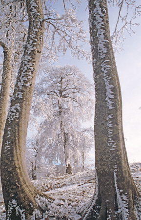 White tree in frame.