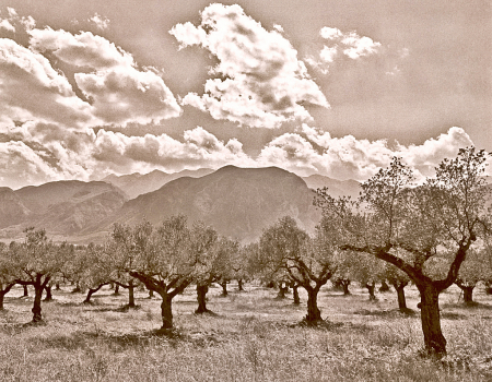 Olive trees field.