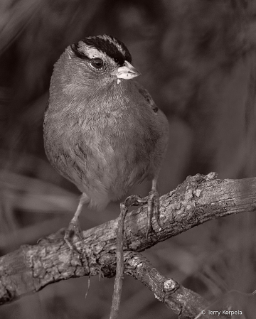 White-crowned Sparrow B&W