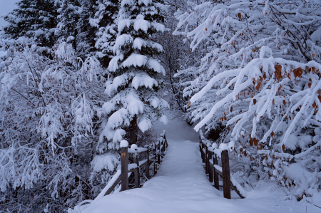 Bridge to Wonderland