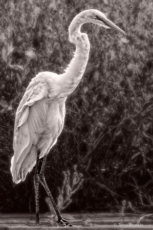 Great Egret B&W