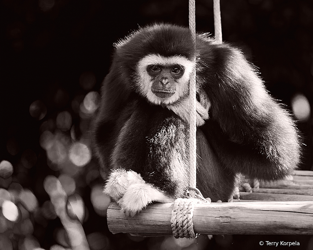 White-handed Gibbon B&W